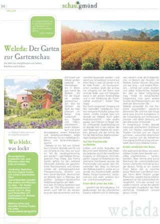 Weleda: Der Garten
zur Gartenschau
Die Welt der Heilpflanzen zum Sehen,
Riechen und Erleben
nen, nämlich unter der Erdoberflä-
che, im Bereich der Wurzeln. Im
Weleda Garten können Besucher
sich das Gras – und andere Pflan-
zen – einmal von unten ansehen
und dabei Erstaunliches feststel-
len. Wer es lieber luftig-duftig
mag, findet im benachbarten
Ereignishaus eine ganz andere
Facette des Pflanzenreichs vor: die
Welt der ätherischen Öle.
Weleda verwendet für ihre Pro-
dukte ausschließlich natürliche
ätherische Öle und hat über lange
Jahre eine enorme Kompetenz in
der Entwicklung von Duftkompo-
sitionen und deren Wirkung auf
den Menschen entwickelt.
Im Ereignishaus finden deshalb
mehrmals wöchentlich Duftreisen
statt: Ein Tropfen Lavendelöl, ein
Tropfen Citrusöl und ein Hauch
von Rose – aus echten ätherischen
Ölen mischen sich die Teilnehmer
ihre eigene Duftmischung und ver-
edeln damit eine Weleda Creme.
Kinder entdecken die Natur
Wie spannend die Natur sein kann,
erleben Kinder beim Basteln von –
völlig ungefährlichen – Samen-
bomben: Man nehme eine bunte
Mischung der unterschiedlichsten
Samen und forme mit Erde ein Ku-
gel daraus. Fertig ist ein starkes
Stück Natur, das so manches
graue Fleckchen zum Blühen brin-
gen kann! Beim Pikieren junger
Pflänzchen werden kleine Gärtner
spielerisch an die Gartenarbeit he-
rangeführt. Und wer einfach nur
spielen möchte, ist bei der überdi-
mensionalen Kugelbahn der Wal-
dorfschule Schwäbisch Gmünd
genau richtig.
neimittel verwendet werden – und
damit von Schwäbisch Gmünd aus
ihren Weg in über 50 Länder in al-
ler Welt finden. „Im bio-dynami-
schen Landbau spielt der achtsa-
me Umgang mit der Natur eine
zentrale Rolle, was sich beispiels-
weise in der aktiven Bodenpflege
und in der Förderung der Arten-
vielfalt ausdrückt“, erklärt Theo
Stepp.
Nur durch sorgsamen Umgang mit
den wertvollen Heilpflanzen kön-
nen wirksame Produkte daraus ent-
stehen. Größte Sorgfalt zieht sich
deshalb bei Weleda durch jeden
Produktionsschritt – oder anders
gesagt: vom Feld bis ins Regal. Die-
ser umfassende Qualitätsanspruch
ist deshalb fest in den Werten der
über 90jährigen Weleda AG veran-
kert, genauso wie der Schutz der
für die Menschheit lebensnotwen-
digen biologischen Vielfalt.
Auf der Prachtstraße
zu Weleda
Farben und Düfte begrüßen die
Besucher beim Betreten des Wele-
da-Geländes durch den westlichen
Eingang im Wetzgauer Himmels-
garten: Üppig mit Heilpflanzen be-
wachsene Hochbeete säumen die
Prachtstraße und weisen den Fla-
nierenden den Weg ins Zentrum
des Weleda-Gartens, vorbei an La-
vendel, Iris, Küchenschelle, weißer
Malve, Purpur-Sonnenhut, Johan-
niskraut und vielen anderen Arz-
nei- und Kosmetikpflanzen.
Einen Blick unter die Erde …
… gewährt die Wurzelgalerie. Ein
bedeutender Teil des pflanzlichen
Daseins vollzieht sich im Verborge-
Auf einem vier
Hektar großen
Gelände im
Himmelsgar-
ten in Wetz-
gau macht die
Weleda AG
für die Dauer
der Landes-
gartenschau
von Mai bis
Oktober die
Welt der Heil-
pflanzen er-
lebbar. Eine
Landschaft
aus Hügeln
und Tälern,
Hochbeeten,
einem Wasser-
lauf und einer
Wurzelgalerie, einem Birkenhain
und Heilpflanzenfeldern bildet
den Rahmen für ein vielfältiges Er-
lebnis- und Veranstaltungspro-
gramm.
„Weleda ist ein Teil von Schwä-
bisch Gmünd, deshalb war für uns
von Anfang an klar, dass wir auch
ein Teil der Landesgartenschau
sein werden“, sagt Weleda Presse-
sprecher Theo Stepp. Das Thema
Garten gehört für den weltweit
führenden Anbieter von ganzheit-
licher Naturkosmetik und Arznei-
mitteln der anthroposophischen
Therapierichtung ohnehin zum
Kern seiner Identität, bewirtschaf-
tet Weleda doch in Wetzgau den
größten biologisch-dynamischen
Heilpflanzengarten der Welt.
Auf über 20 Hektar gedeihen dort
mehr als 250 Pflanzenarten, von
denen rund 180 für die Herstel-
lung der Naturkosmetika und Arz-
Was blüht,
was lockt
Wurzelgalerie:
Entdecken Sie, was
Pflanzen unter der
Erde so treiben.
-Duftreise: Beduften
Sie Ihre eigene Creme
mit echten ätherischen
Ölen
-Samenbomben basteln:
Die andere Art Pflanzen
zu säen – für Kinder
-Kunsthandwerker-
markt (10./11. Mai)
und Herbstfest (27.
September) im Weleda
Erlebniszentrum
Weitere Infos und
aktuelle Termine finden
Sie unter
www.weleda.de/lgs2014
weleda
Calendulafeld,wie
es die Besucherinnen
und Besucher mit
allen Sinnen erleben
dürfen.
Fotos: Weleda
 Weleda Erlebniszentrum
im Heilpflanzengarten.
34
WELEDA
 