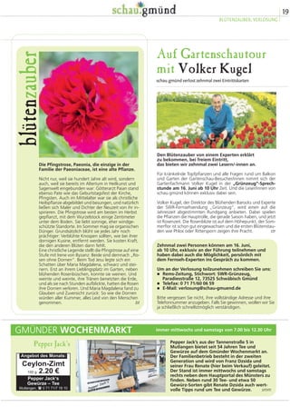Auf Gartenschautour
mit Volker Kugel
schau.gmünd verlost zehnmal zwei Eintrittskarten
Den Blütenzauber von einem Experten erklärt
zu bekommen, bei freiem Eintritt,
das bieten wir zehnmal zwei Lesern/-innen an.
Für kränkelnde Topfpflanzen und alle Fragen rund um Balkon
und Garten der Gartenschau-Besucher/innen nimmt sich der
Gartenfachmann Volker Kugel in der „Grünzeug“-Sprech-
stunde am 16. Juni ab 10 Uhr Zeit. Und die Leser/innen von
schau.gmünd können exklusiv dabei sein.
Volker Kugel, der Direktor des Blühenden Barocks und Experte
der SWR-Fernsehsendung „Grünzeug“, wird einen auf die
Jahreszeit abgestimmten Rundgang anbieten. Dabei spielen
die Pflanzen die Hauptrolle, die gerade Saison haben, und jetzt
ist Rosenzeit. Die Rosenblüte ist auf dem Höhepunkt, der Som-
merflor ist schon gut eingewachsen und die ersten Blütenstau-
den wie Phlox oder Rittersporn zeigen ihre Pracht. str
Zehnmal zwei Personen können am 16. Juni,
ab 10 Uhr, exklusiv an der Führung teilnehmen und
haben dabei auch die Möglichkeit, persönlich mit
dem Fernseh-Experten ins Gespräch zu kommen.
Um an der Verlosung teilzunehmen schreiben Sie uns:
� Rems-Zeitung, Stichwort: SWR-Grünzeug,
Paradiesstraße 12, 73525 Schwäbisch Gmünd
� Telefax: 0 71 71/60 06 59
� E-Mail: verlosung@schau-gmuend.de
Bitte vergessen Sie nicht, ihre vollständige Adresse und ihre
Telefonnummer anzugeben. Falls Sie gewinnen, wollen wir Sie
ja schließlich schnellstmöglich verständigen.
19
BLÜTENZAUBER, VERLOSUNG
Die Pfingstrose, Paeonia, die einzige in der
Familie der Paeoniaceae, ist eine alte Pflanze.
Nicht nur, weil sie hundert Jahre alt wird, sondern
auch, weil sie bereits im Altertum in Heilkunst und
Sagenwelt eingebunden war: Götterarzt Paian stand
ebenso Pate wie das Geburtstagsfest der Kirche,
Pfingsten. Auch im Mittelalter war sie als christliche
Heilspflanze abgebildet und besungen, und natürlich
ließen sich Maler und Dichter der Neuzeit von ihr in-
spirieren. Die Pfingstrose wird am besten im Herbst
gepflanzt, mit dem Wurzelstock einige Zentimeter
unter dem Boden. Sie liebt sonnige, eher windge-
schützte Standorte. Im Sommer mag sie organischen
Dünger. Grundsätzlich blüht sie jedes Jahr noch
prächtiger: Verblühte Knospen sollten, wie bei ihrer
dornigen Kusine, entfernt werden. Sie kosten Kraft,
die den anderen Blüten dann fehlt.
Eine christliche Legende stellt die Pfingstrose auf eine
Stufe mit Irene von Byzanz: Beide sind demnach „Ro-
sen ohne Dornen“. Beim Tod Jesu legte sich ein
Schatten über Maria Magdalena, schwarz und stei-
nern. Erst an ihrem Lieblingsplatz im Garten, neben
blühenden Rosenbüschen, konnte sie weinen. Und
weinte und weinte, ihre Tränen benetzten die Erde,
und als sie nach Stunden aufblickte, hatten die Rosen
ihre Dornen verloren. Und Maria Magdalena fand zu
Glauben und Zuversicht zurück: So wie die Dornen
würden aller Kummer, alles Leid von den Menschen
genommen. bt
blütenzauber
Pepper Jack’s aus der Tannenstraße 5 in
Mutlangen bietet seit 54 Jahren Tee und
Gewürze auf dem Gmünder Wochenmarkt an.
Der Familienbetrieb besteht in der zweiten
Generation und wird von Franz Dzsida und
seiner Frau Renate (hier beim Verkauf) geleitet.
Der Stand ist immer mittwochs und samstags
rechts neben dem Hauptportal des Münsters zu
finden. Neben rund 30 Tee- und etwa 50
Gewürz-Sorten gibt Renate Dzsida auch wert-
volle Tipps rund um Tee und Gewürze. smm
GMÜNDER WOCHENMARKT
Pepper Jack‘s
immer mittwochs und samstags von 7.00 bis 12.30 Uhr
Ceylon-Zimt
100 g 2.20 €
Angebot des Monats:
Pepper Jack‘s
Gewürze – Tee
Mutlangen, ( 0 71 71/7 18 10
 