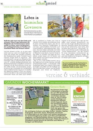 16
VEREINE UND VERBÄNDE, WOCHENMARKT
Die Gärtnerei Knehr liegt
in Winterbach im Remstal.
Der seit 1901 bestehende
Familienbetrieb baut viele
verschiedene Gemüse-
arten an. Seit 25 Jahren
werden Nützlinge zum
biologischen Pflanzen-
schutz eingesetzt. Durch
eine Gewächshausfläche
von über 11 000 Quadrat-
metern kann die Gärtnerei
Knehr das ganze Jahr
eigene Produkte anbieten.
Die wichtigsten Kulturen sind dabei Gurken, Tomaten, Paprika,
Auberginen, Ackersalat, Kresse, Blattsalate und Kräuter.
Im Freiland gibt es je nach Saison noch weitere Gemüsearten.
Zur Sortimentergänzung werden auch Obst und Südfrüchte
angeboten. Auf Wochenmärkten können sich Kunden von der
Qualität des Familienbetriebs überzeugen. Neben der Präsenz in
Schwäbisch Gmünd besucht die Gärtnerei auch Märkte in
Stuttgart und Winterbach. ml
GMÜNDER WOCHENMARKT
Gärtnerei Knehr
immer mittwochs und samstags von 7.00 Uhr bis 12.30 Uhr
vereine & verbände
Leben in
heimischen
Gewässern
Die Fischereivereine aus dem
Gmünder Raum informieren in
ihrem Pavillon am Josefsbach
magnet ist das Fischräuchern oder das Her-
stellen eines leckeren Brotaufstrichs aus
Fisch vor den Augen der Besucherinnen und
Besucher. Verkaufen dürfen die Fischereiver-
eine auf der Gartenschau zwar nichts, aber
sie bieten dann gerne ein „Versucherle“ an.
Schon rund zehnmal wurde mittlerweile das
„Grüne Klassenzimmer“ von den Fischern
für einen besonderen Schulunterricht ge-
nutzt. Dabei geben erfahrene Angler, die
auch über didaktische Fähigkeiten verfügen,
ihr Wissen gerne weiter. gbr
alle im Josefsbach zu finden sind. Sind sie
natürlich nicht, erklären die erfahrenen Ang-
ler dann und berichten davon, dass der Jo-
sefsbach eine klassische Forellenregion ist
und dass unterschiedliche Fischarten auch
unterschiedliche Lebensbedingungen brau-
chen. Die einen lieben stehendes und tiefes
Gewässer, die anderen brauchen das munte-
re Plätschern eines Bachs; manche Fische le-
ben lieber im Schatten und jagen bei Dun-
kelheit, andere lassen sich im flachen und
klaren Wasser auch gerne mal die Sonne auf
die Schuppen scheinen.
„Wer zu uns in den Pavillon kommt, hat in
der Regel auch ein echtes Interesse und stellt
entsprechende Fragen“, so Burkhardt. Viele
Auswärtige haben auch eigene Erfahrungen
als Angler und wollen von den Kollegen aus
dem Gmünder Raum wissen, wie hier die Be-
dingungen sind. Immer ein Publikums-
Beißt der oder kann man den Krebs auch
anfassen? Diese Frage bekommen die
Mitglieder der Fischereivereine immer
wieder zu hören, wenn sie Besuchern
der Landesgartenschau im Pavillon am
Josefsbach Rede und Antwort stehen.
Und die Antwort ist klar: Ja, es kann ganz
schön weh tun, wenn ein Kinderfinger zwi-
schen die Scheren des urtümlich aussehen-
den Flussbewohners gerät. Trotzdem taucht
manche mutige Hand ins Aquarium. „Wir
sind überrascht, wie gut zum Beispiel an den
Feiertagen oder an Wochenenden die Reso-
nanz ist“, erzählte Wolfgang Burkhardt vom
Bezirksfischereiverein Schwäbisch Gmünd im
Gespräch mit der Rems-Zeitung. Immer wie-
der wollen Kinder und Erwachsene wissen,
ob die auf den Schautafeln am Fischlehrpfad
oder im elektronischen Aquarium im Pavillon
(ein Bildschirm erlaubt in Form von Filmauf-
nahmen den Blick in die Unterwasserwelt der
heimischen Flüsse und Seen) auch wirklich
Die erste Vorführung des Fischräucherns
auf der Landesgartenschau kam beim
Publikum sehr gut an. Am 1. Samstag im
September findet es wieder statt.
Unser Angebot für den
Gmünder Wochenmarkt:
Tomaten
Minigurken
kg
5 Stück
geschmackvoll,
natürlich in Erde gewachsen,
beste Sorten
knackig und lecker
2,90 €
1,- €
Tobias Knehr
Vorderer Wattenbach 6
73650 Winterbach
Tel. (0 71 81) 4 66 81, Fax 97 28 17
Natürlich. Frisch. Gesund.
Geranien
Edel-Lieschen
Hortensien
Gr. Oleanderbüsche
statt 29.- € nur
statt 49.- € nur
1.90 €
1.90 €
22.- €
29.- €
30% Rabatt auf alle
Hochstämmchen
(Oliven, Zitronen, Freiland-Rosen,
Geranien, Bougainvillea usw.)
 