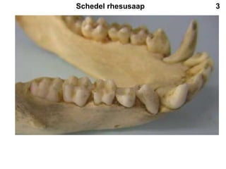Schedel rhesusaap 3 