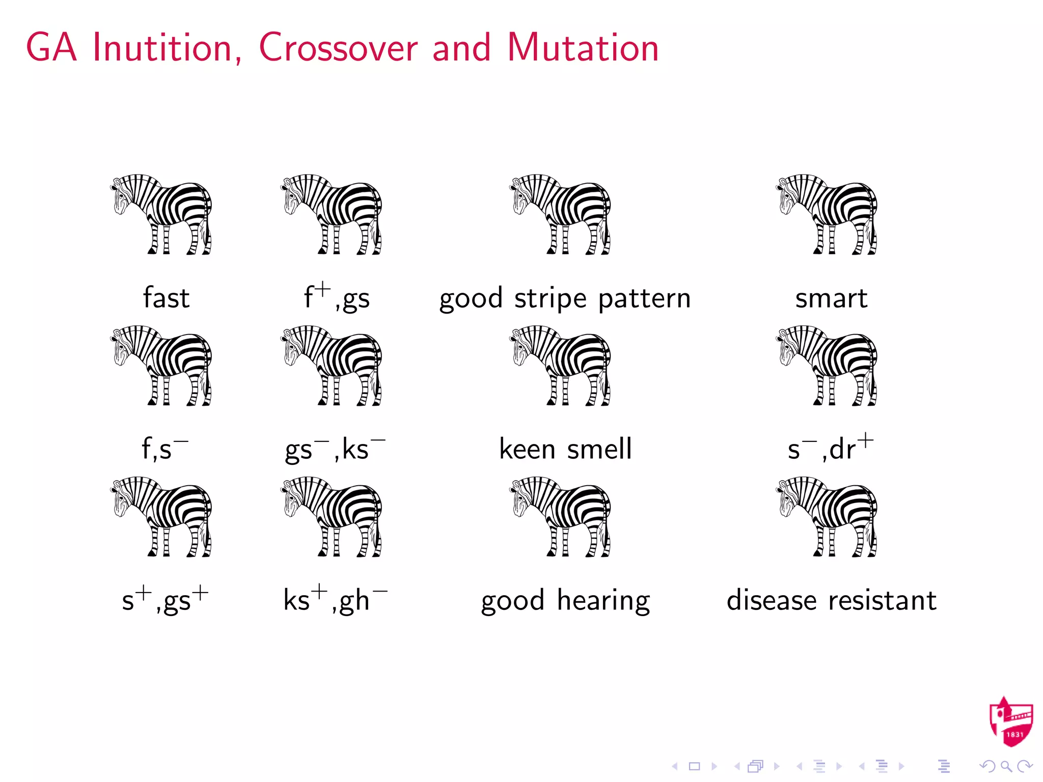 GA Inutition, Crossover and Mutation
fast f+
,gs good stripe pattern smart
f,s− gs−,ks−
keen smell s−,dr+
s+,gs+ ks+
,gh−
good hearing disease resistant
 