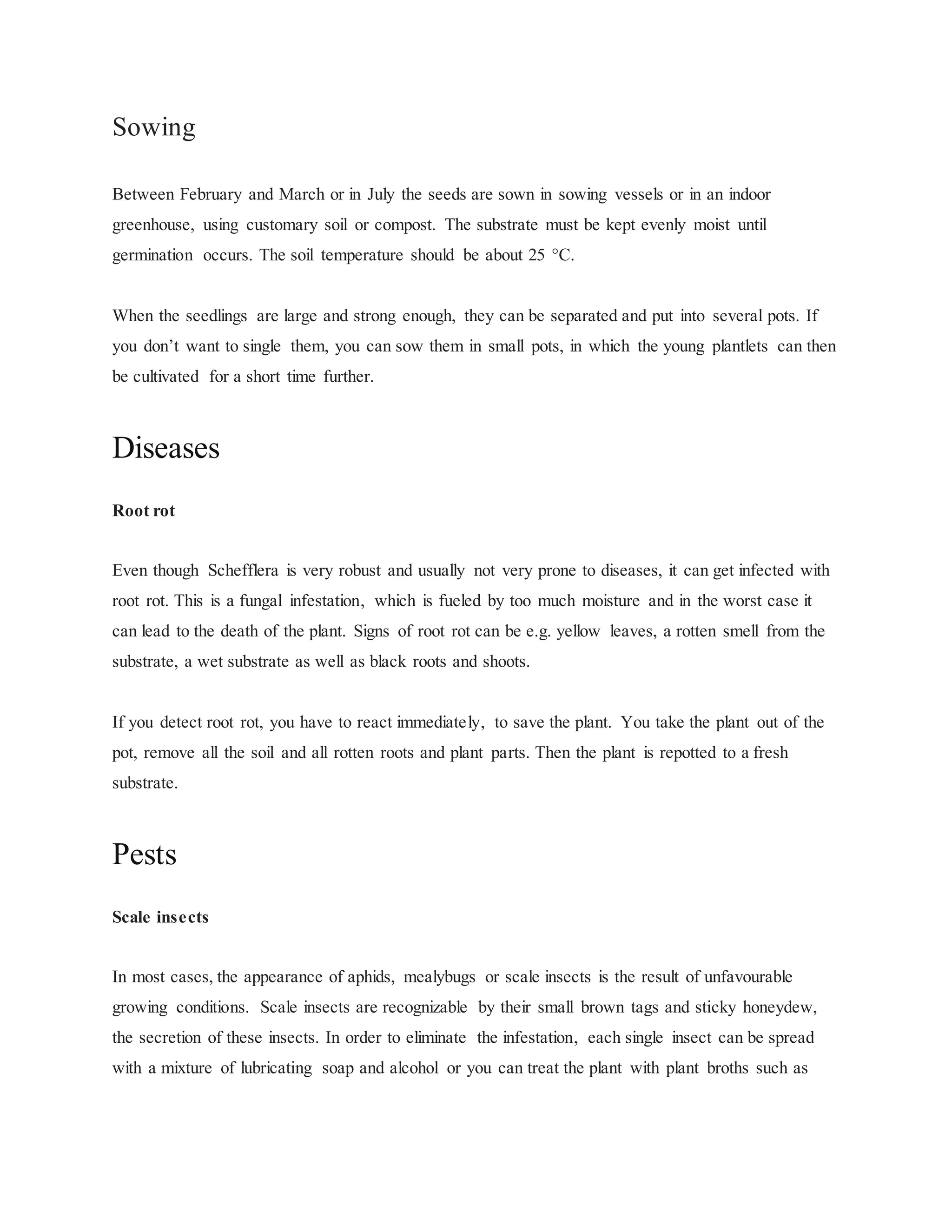 Schefflera PDF