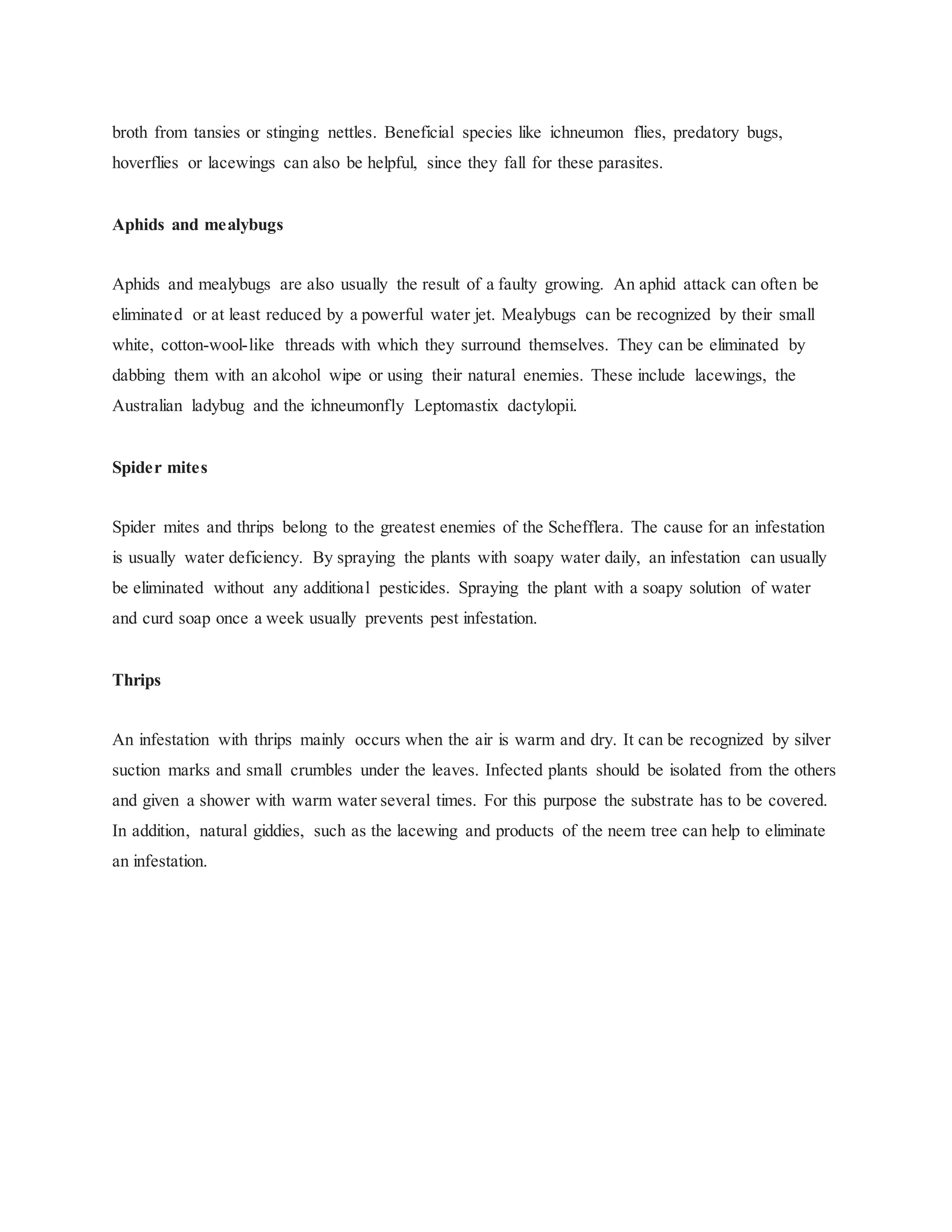 Schefflera PDF