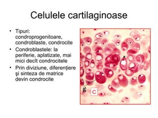 Celulele cartilaginoase
• Tipuri:
condroprogenitoare,
condroblaste, condrocite
• Condroblastele: la
periferie, aplatizate, mai
mici decît condrocitele
• Prin diviziune, diferenţiere
şi sinteza de matrice
devin condrocite
C

 