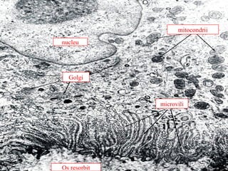 mitocondrii
nucleu

Golgi

microvili

Os resorbit

 