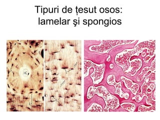 Tipuri de ţesut osos:
lamelar şi spongios

 