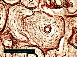 Osteon, secţiune transversală

 