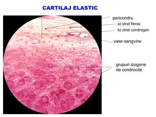 CARTILAJ ELASTIC
pericondru
a) strat fibros
b) ctrat condrogen

vase sangvine

grupuri izogene
de condrocite

 