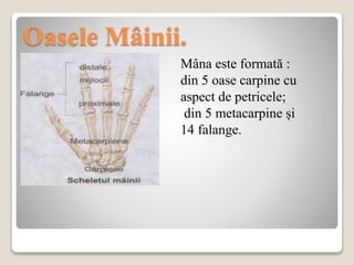 Oasele Mâinii.
Mâna este formată :
din 5 oase carpine cu
aspect de petricele;
din 5 metacarpine și
14 falange.
 
