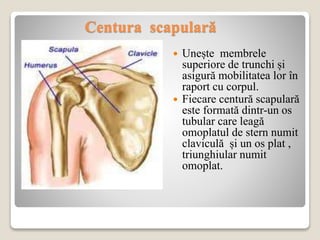 Centura scapulară
 Unește membrele
superiore de trunchi și
asigură mobilitatea lor în
raport cu corpul.
 Fiecare centură scapulară
este formată dintr-un os
tubular care leagă
omoplatul de stern numit
claviculă și un os plat ,
triunghiular numit
omoplat.
 