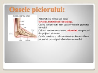 Oasele piciorului:
Piciorul este format din oase:
tarsiene, metatarsiene și falange.
Oasele tarsiene sunt mari deoarece susțin greutatea
corpului.
Cel mai mare os tarsian este calcanelul este punctul
de sprijin al piciorului.
Oasele tarsiene și cele metatarsiene formează bolta
piciorului care asigură elasticitatea mersului.
 