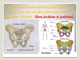 Centura pelviana este formată din 2 oase
coxale, care au rezultat din concreșterea a
trei oase diferite: ilion,ischion și pubisul.
 