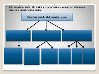 Structura membrului superior la om.
I.În baza informației din text și a celor prezentate completați schema cu
structura membrului superior.
 