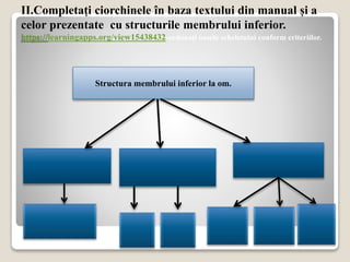 II.Completați ciorchinele în baza textului din manual și a
celor prezentate cu structurile membrului inferior.
https://learningapps.org/view15438432-ordonați oasele scheletului conform criteriilor.
Structura membrului inferior la om.
 