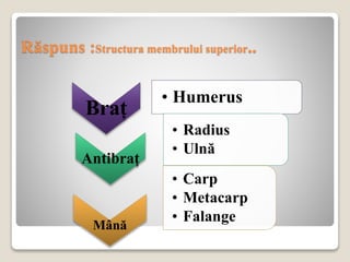 Răspuns :Structura membrului superior..
Braț
• Humerus
Antibraț
• Radius
• Ulnă
Mână
• Carp
• Metacarp
• Falange
 