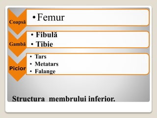 Structura membrului inferior.
Coapsă
•Femur
Gambă
• Fibulă
• Tibie
Picior
• Tars
• Metatars
• Falange
 