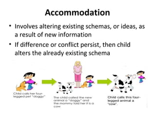 Accommodation
• Involves altering existing schemas, or ideas, as
a result of new information
• If difference or conflict persist, then child
alters the already existing schema
 
