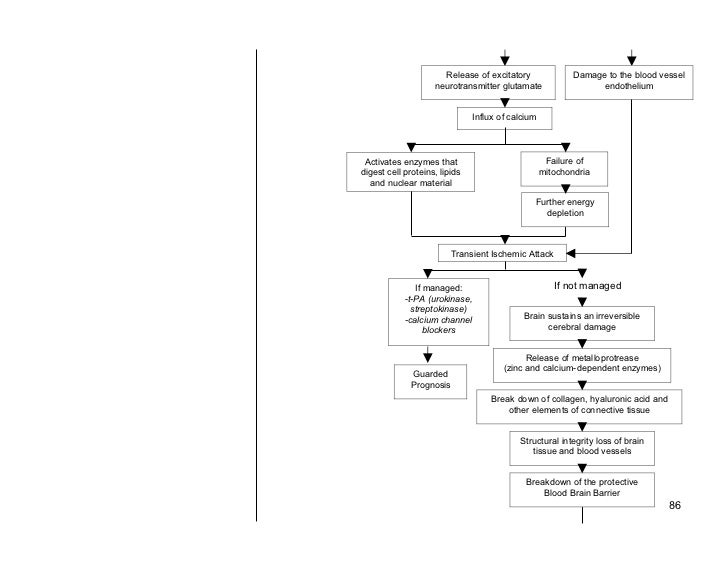 Pathophysiology Of Cva In Flow Chart