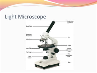 Light Microscope

 