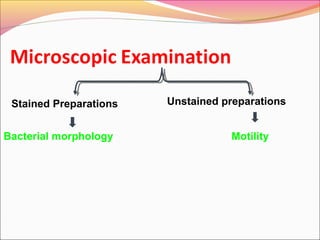 Stained Preparations
Bacterial morphology

Unstained preparations
Motility

 