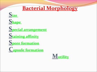 Bacterial Morphology

Size
Shape
Special arrangement
Staining affinity
Spore formation
Capsule formation

Motility

 