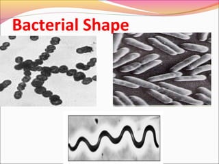Bacterial Shape

 