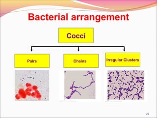 Bacterial arrangement
Cocci

Pairs

Chains

Irregular Clusters

22

 