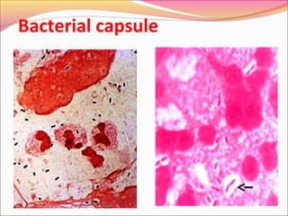 Bacterial capsule

 