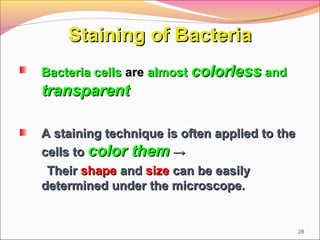 Staining of Bacteria
Bacteria cells are almost colorless and

transparent
A staining technique is often applied to the
cells to color them →
Their shape and size can be easily
determined under the microscope.

28

 