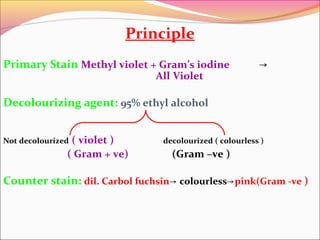 Principle
Primary Stain Methyl violet + Gram’s iodine
All Violet

→

Decolourizing agent: 95% ethyl alcohol
( violet )
( Gram + ve)

Not decolourized

decolourized ( colourless )

(Gram –ve )

Counter stain: dil. Carbol fuchsin→ colourless→pink(Gram -ve )

 