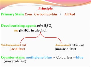 Principle

Primary Stain Conc. Carbol fucshin → All Red
Decolourizing agent: 20% H2SO4
OR 3%

HCL in alcohol

Not decolourized ( red )

( acid-fast)

decolourized ( colourless )

(non acid-fast)

Counter stain: methylene blue → Colourless →blue
(non acid-fast)

 