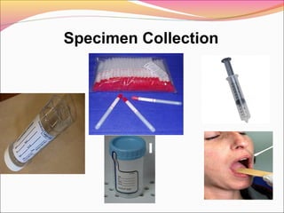 Specimen Collection

 