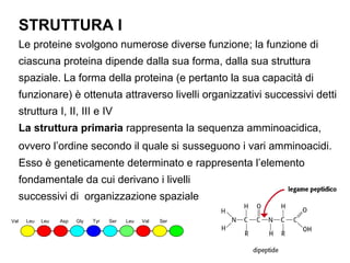 STRUTTURA I
      Le proteine svolgono numerose diverse funzione; la funzione di
      ciascuna proteina dipende dalla sua forma, dalla sua struttura
      spaziale. La forma della proteina (e pertanto la sua capacità di
      funzionare) è ottenuta attraverso livelli organizzativi successivi detti
      struttura I, II, III e IV
      La struttura primaria rappresenta la sequenza amminoacidica,
      ovvero l’ordine secondo il quale si susseguono i vari amminoacidi.
      Esso è geneticamente determinato e rappresenta l’elemento
      fondamentale da cui derivano i livelli
      successivi di organizzazione spaziale

Val     Leu   Leu   Asp   Gly   Tyr   Ser   Leu   Val   Ser
 