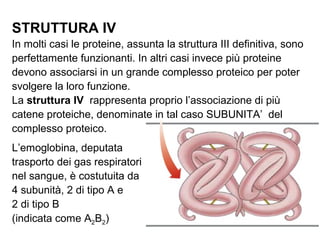 STRUTTURA IV
In molti casi le proteine, assunta la struttura III definitiva, sono
perfettamente funzionanti. In altri casi invece più proteine
devono associarsi in un grande complesso proteico per poter
svolgere la loro funzione.
La struttura IV rappresenta proprio l’associazione di più
catene proteiche, denominate in tal caso SUBUNITA’ del
complesso proteico.
L’emoglobina, deputata
trasporto dei gas respiratori
nel sangue, è costutuita da
4 subunità, 2 di tipo A e
2 di tipo B
(indicata come A2B2)
 