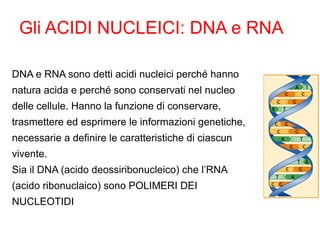 Gli ACIDI NUCLEICI: DNA e RNA

DNA e RNA sono detti acidi nucleici perché hanno
natura acida e perché sono conservati nel nucleo
delle cellule. Hanno la funzione di conservare,
trasmettere ed esprimere le informazioni genetiche,
necessarie a definire le caratteristiche di ciascun
vivente.
Sia il DNA (acido deossiribonucleico) che l’RNA
(acido ribonuclaico) sono POLIMERI DEI
NUCLEOTIDI
 