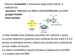 Ciascun nucleotide, il monomero degli acidi nucleici, è
  costituito da
  -zucchero: RIBOSIO nel RNA o DEOSSIRIBOSIO nel DNA
  -gruppo fosfato
  -base azotata.




Le basi azotate sono molecole ad anello con carbonio e azoto.
Le purine (adenina o guanina) sono costituite da due anelli a 5 e 6
termini; le pirimidine (timina, citosina ed uracile) sono costituite da
un solo anello a 6 termini.
La catena nucleotidica assume struttura a doppia elica nel DNA
o a singola elica nel RNA
 