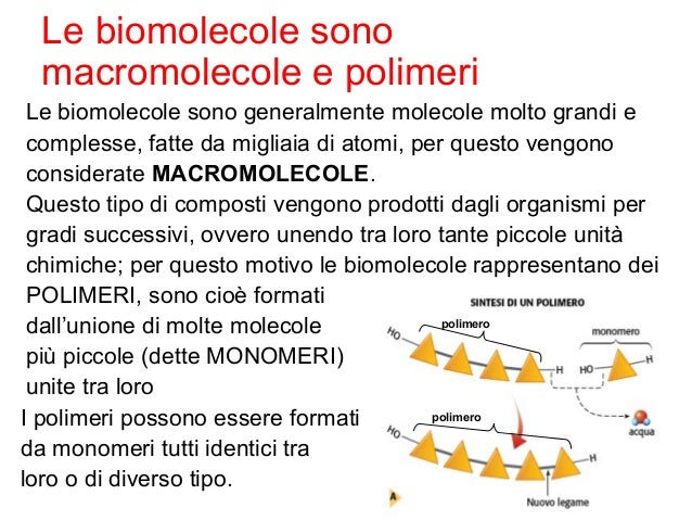 Cosa Sono I Carboidrati Biologia