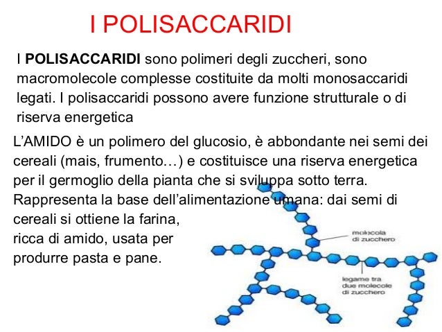 Risultati immagini per POLISACCARIDE ZANICHELLI