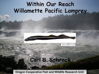 Within Our Reach
Willamette Pacific Lamprey




          Carl B. Schreck

Oregon Cooperative Fish and Wildlife Research Unit
Oregon Cooperative Fish and Wildlife Research Unit
 