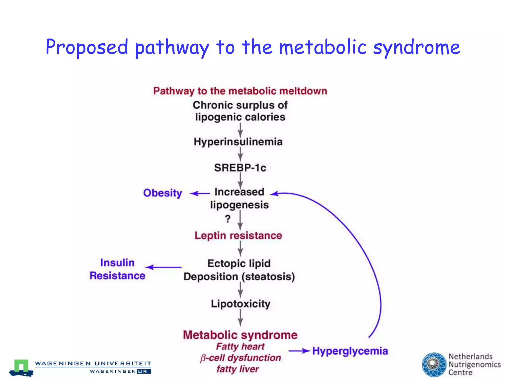 Proposed pathway to the metabolic syndrome