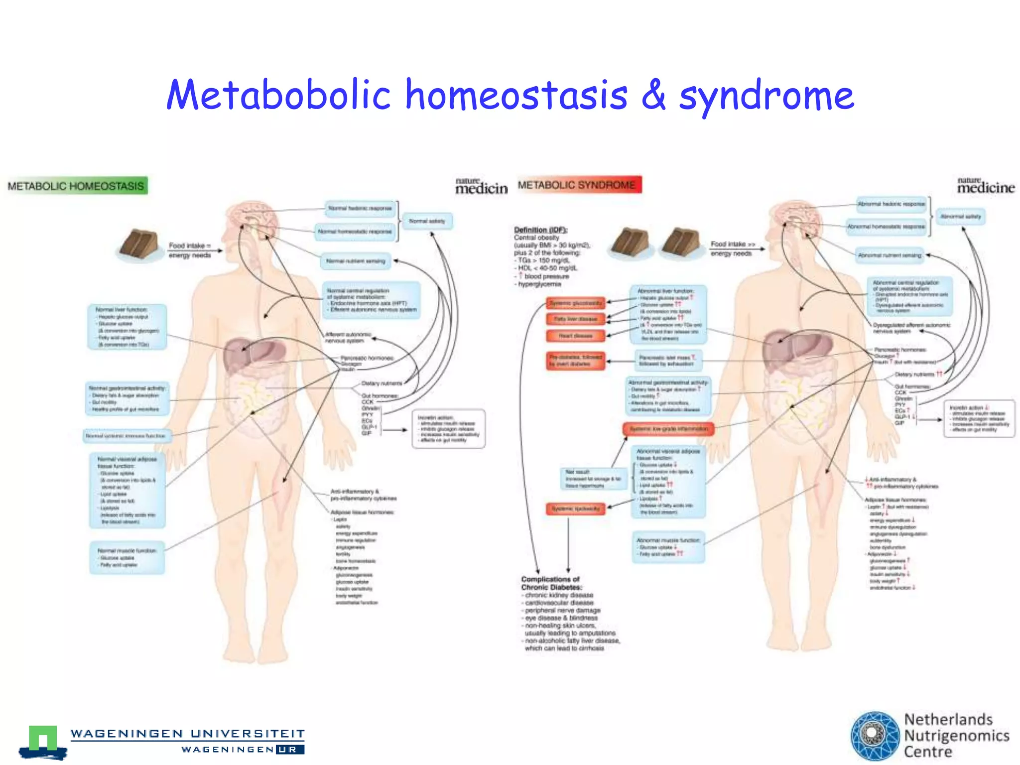 Metabobolic homeostasis & syndrome