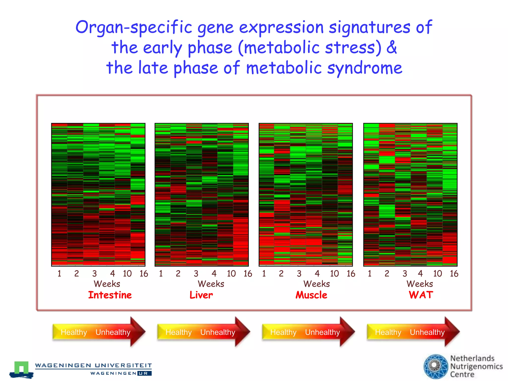 Organ-specific gene expression signatures of the early phase (metabolic stress) & the late phase of metabolic syndrome      1     2     3    4    10   16                    WeeksWAT     1     2     3     4    10   16                     WeeksMuscle     1     2     3     4    10   16                    WeeksLiver     1     2     3     4   10   16                   WeeksIntestineHealthy    UnhealthyHealthy    UnhealthyHealthy    UnhealthyHealthy    Unhealthy