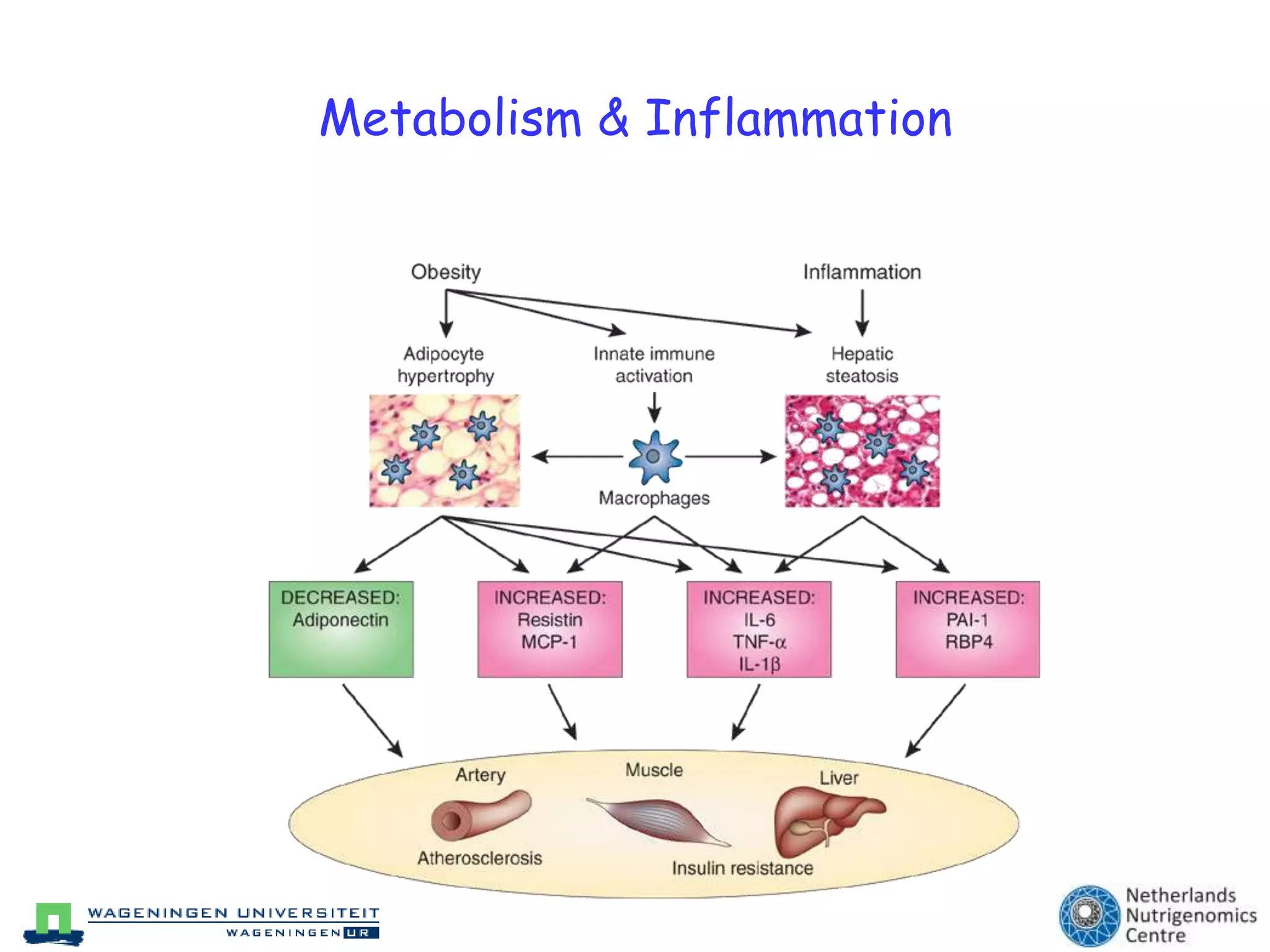 Metabolism & Inflammation