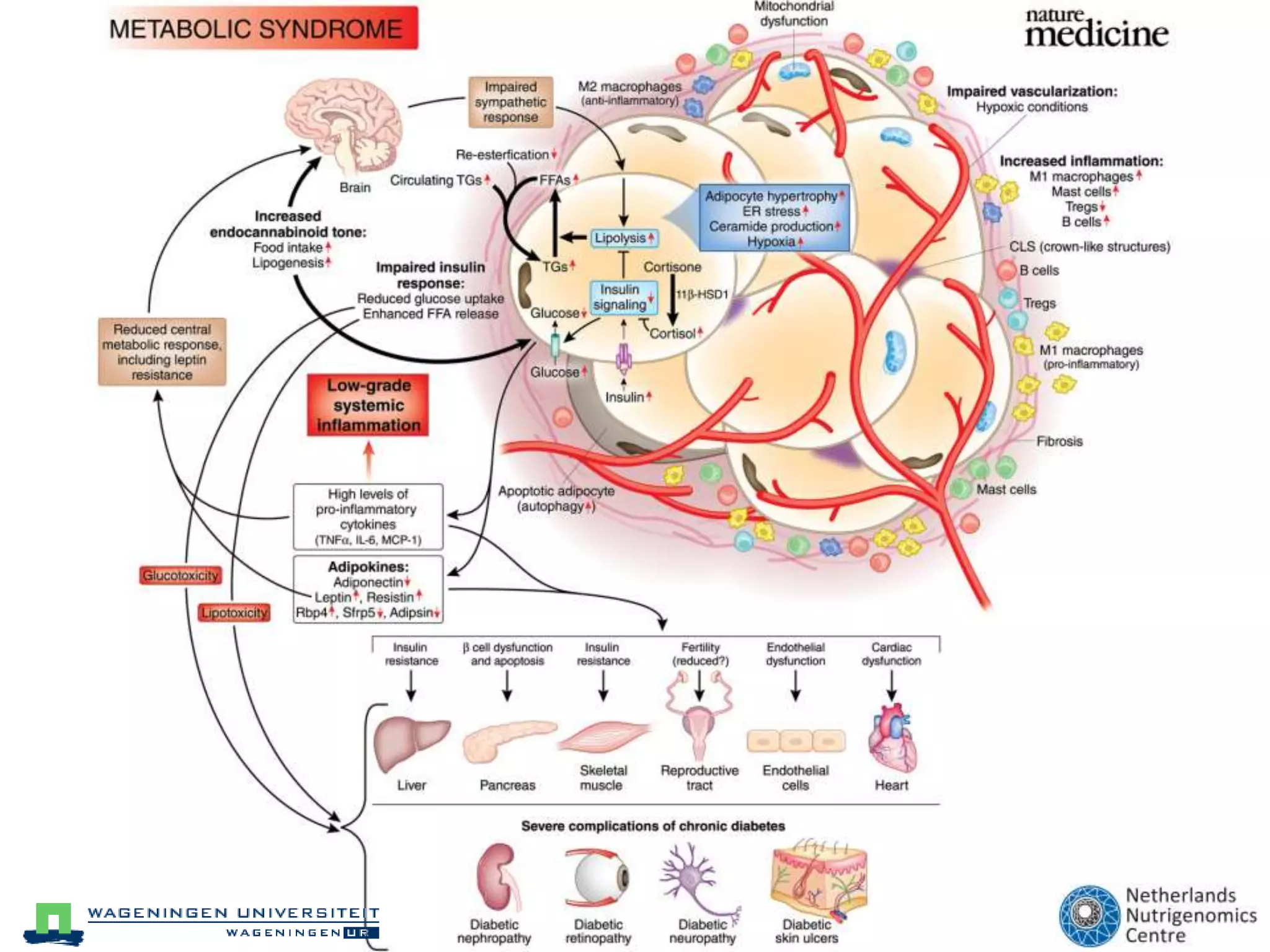 Upregulation of inflammatory and fibrotic gene expression in HFH responder mice