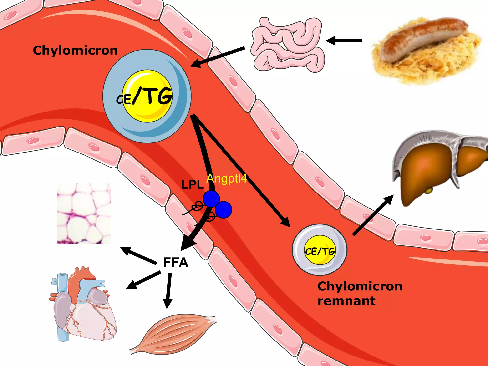 Design of the SFA vs MUFA-rich intervention studyT=10 wksT=0 wksT=2 wksRun-inSFA-rich diet (n=20)SFA-rich diet (n=10)MUFA-rich diet (n=10)After intervention Clamp