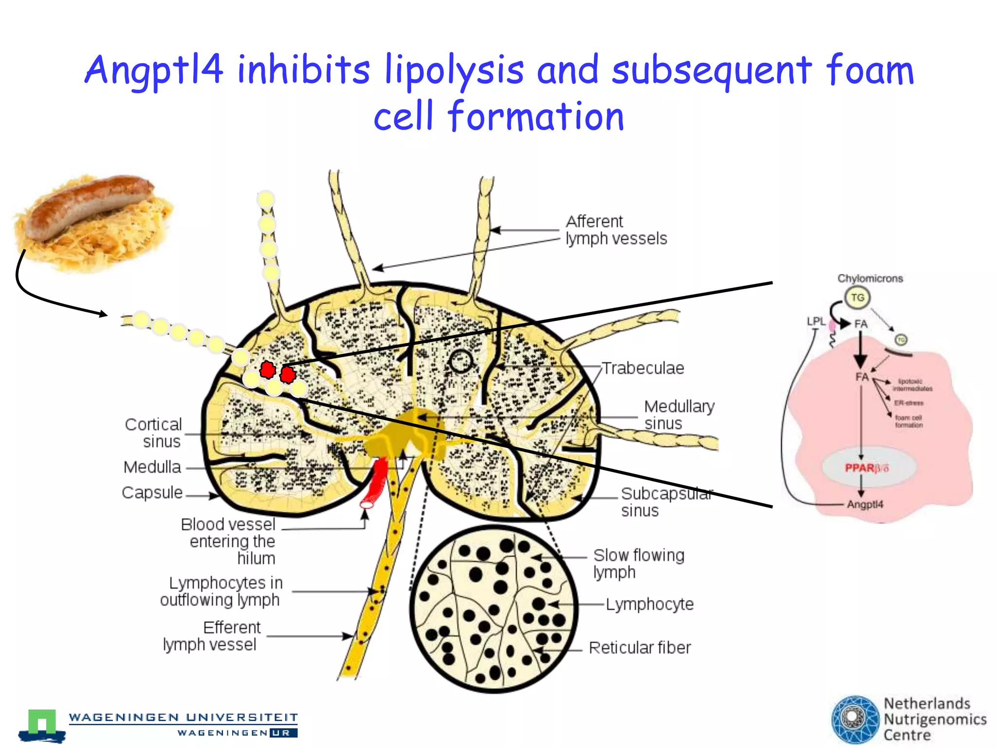 ‘Obese-linked’ pro-inflammatory gene expression profile by SFAsMUFA dietSFA dietThe SFA-rich diet:Induces a pro-inflammatory obese-linked gene expression profileDecreases expression and plasma level of the anti-inflammatory cytokine adiponectin“Personal Transcriptomes”Van Dijk et al. AJCN 2009