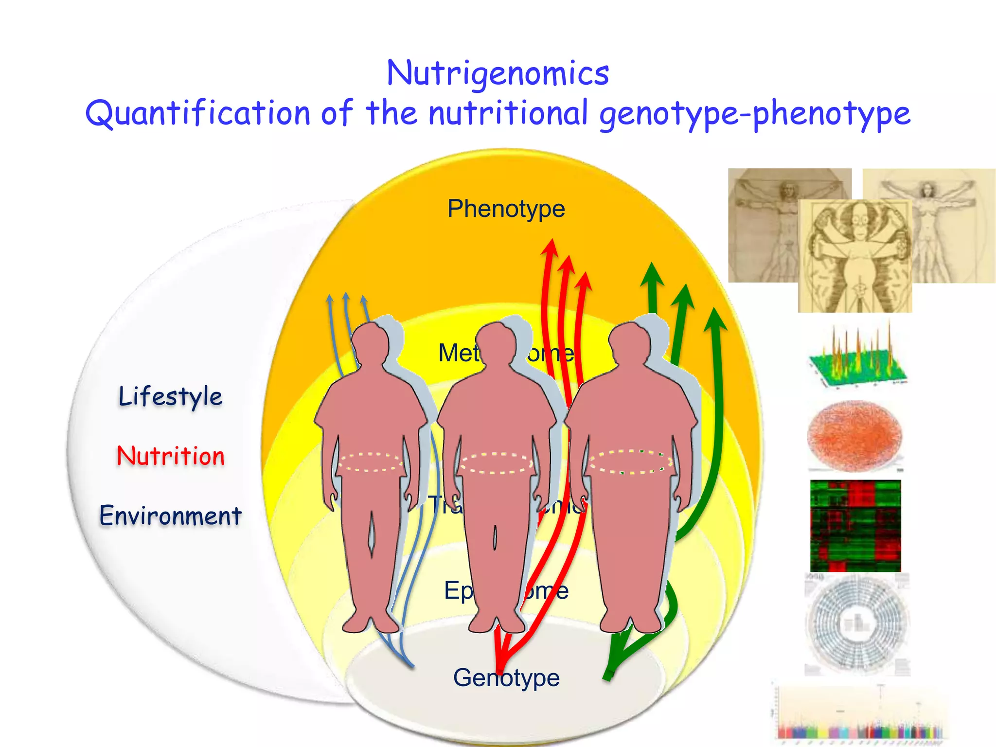 Nutrigenomics Quantification of the nutritional genotype-phenotype LifestyleNutritionEnvironment
