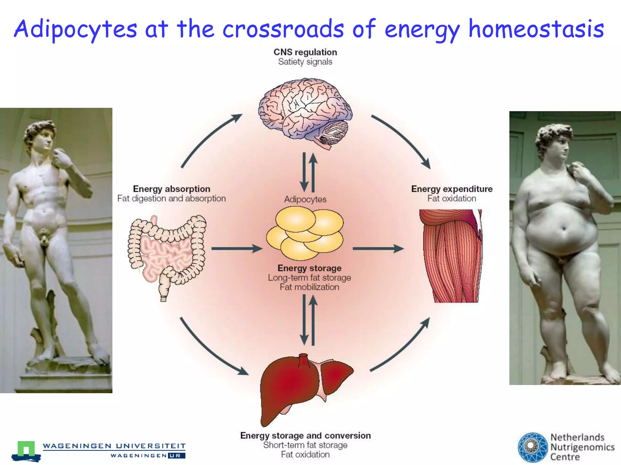 Adipocytes at the crossroads of energy homeostasis
