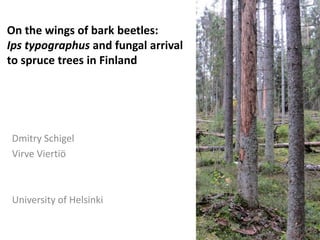 Dmitry Schigel
Virve Viertiö
University of Helsinki
On the wings of bark beetles:
Ips typographus and fungal arrival
to spruce trees in Finland
 