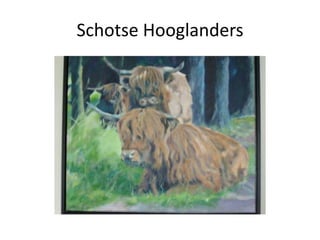 Schotse Hooglanders
